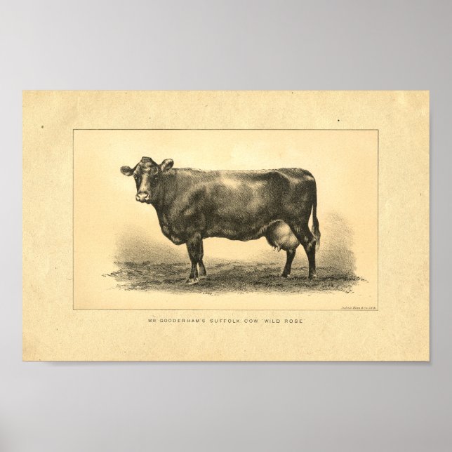 Vintage 1888 Cow Print (Front)