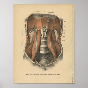 Vintage 1888 German Anatomy Print Abdomen