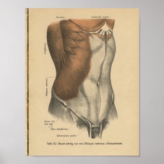 Vintage 1888 German Anatomy Print Abdomen (Front)