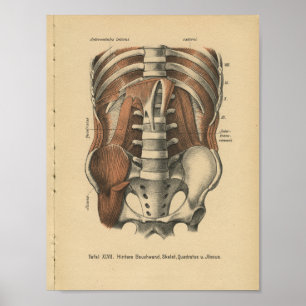 Vintage 1888 German Anatomy Print Abdomen Pelvis