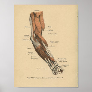 Vintage 1888 German Anatomy Print Arm Muscles