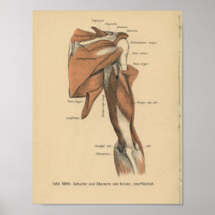 Vintage 1888 German Anatomy Print Arm Muscles