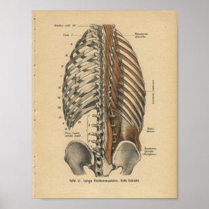 Vintage 1888 German Anatomy Print Back Muscles
