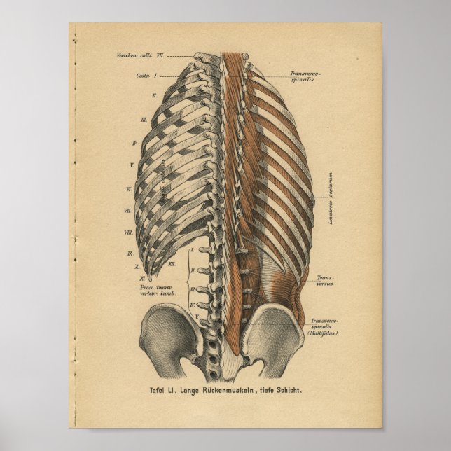 Vintage 1888 German Anatomy Print Back Muscles (Front)