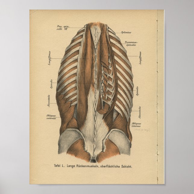 Vintage 1888 German Anatomy Print Back Muscles (Front)