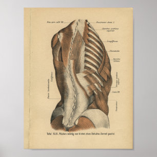 Vintage 1888 German Anatomy Print Back Muscles