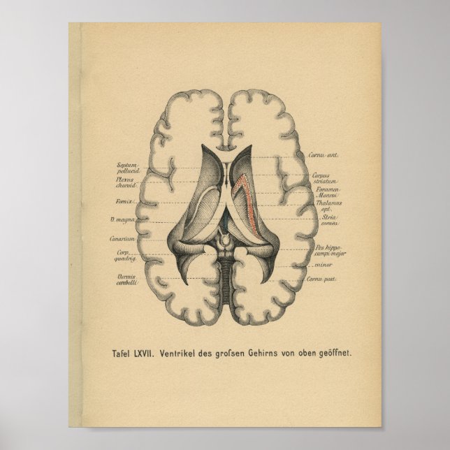 Vintage 1888 German Anatomy Print Brain (Front)