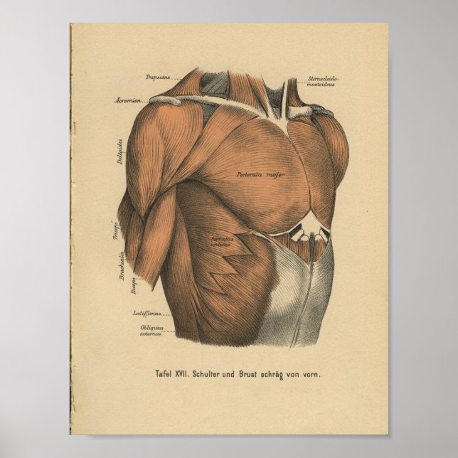 Vintage 1888 German Anatomy Print Chest Muscles (Front)