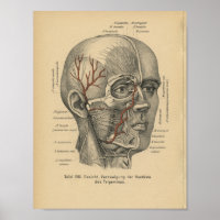 Vintage 1888 German Anatomy Print Facial Nerves