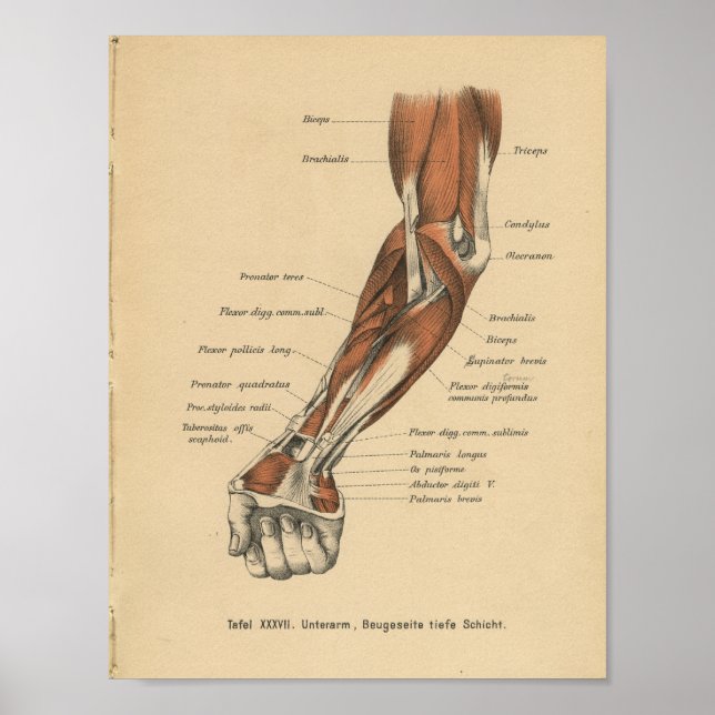 Vintage 1888 German Anatomy Print Forearm (Front)