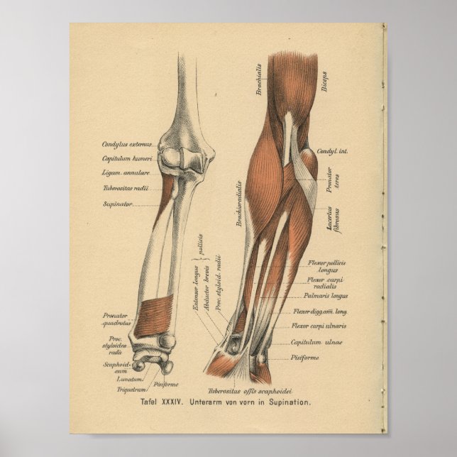 Vintage 1888 German Anatomy Print Forearm (Front)