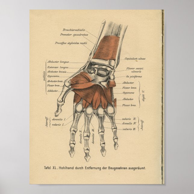 Vintage 1888 German Anatomy Print Hand Wrist (Front)