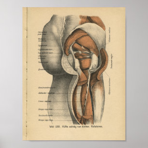 Vintage 1888 German Anatomy Print Hip Muscles