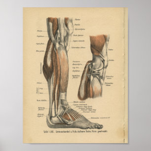 Vintage 1888 German Anatomy Print Leg Foot