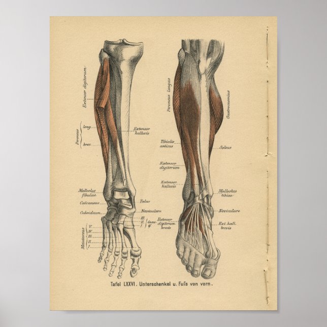 Vintage 1888 German Anatomy Print Leg Foot (Front)