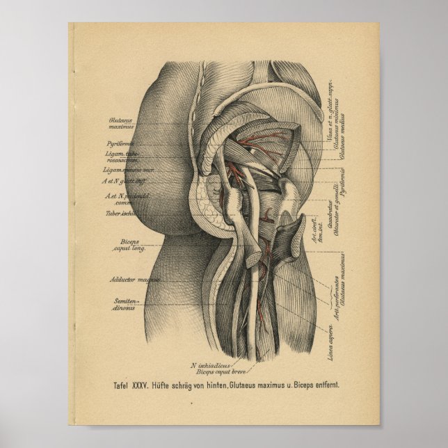 Vintage 1888 German Anatomy Print Leg Hip (Front)