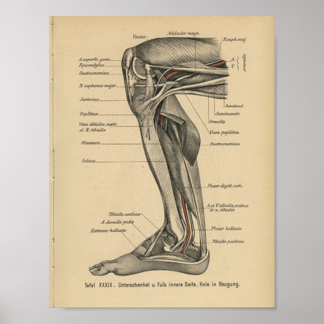 Vintage 1888 German Anatomy Print Leg Knee (Front)