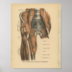 Vintage 1888 German Anatomy Print Leg Muscles