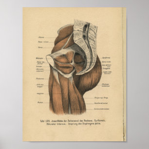 Vintage 1888 German Anatomy Print Pelvic Muscles