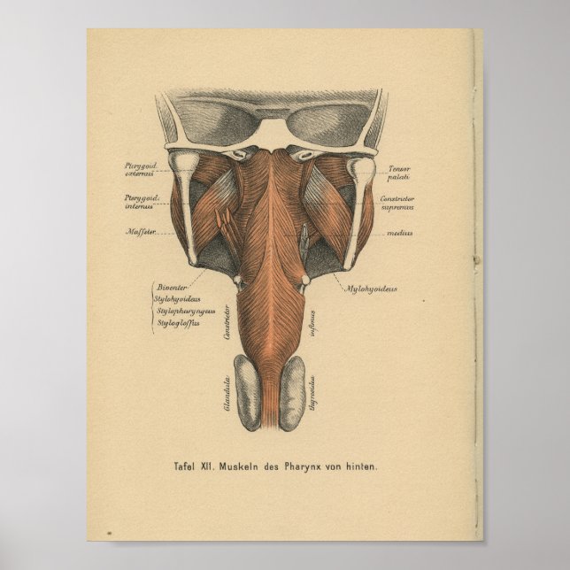 Vintage 1888 German Anatomy Print Pharynx (Front)