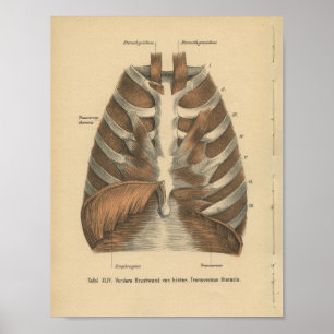 Vintage 1888 German Anatomy Print Ribcage