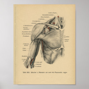 Vintage 1888 German Anatomy Print Shoulder Arm