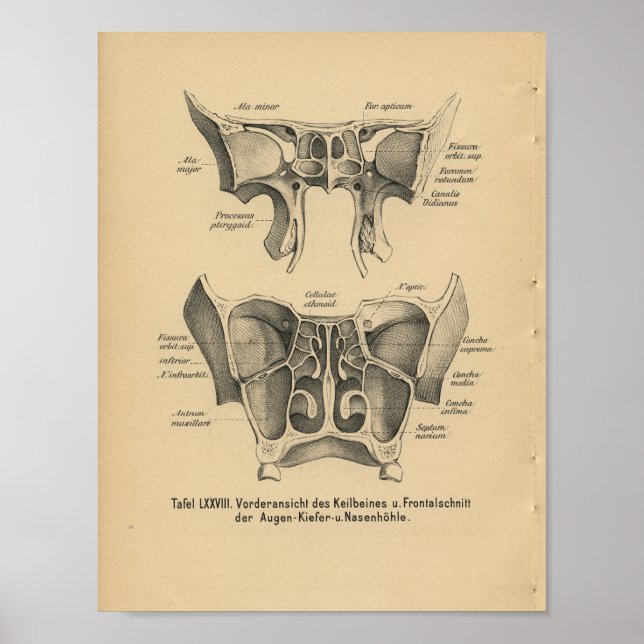 Vintage 1888 German Anatomy Print Sinuses (Front)