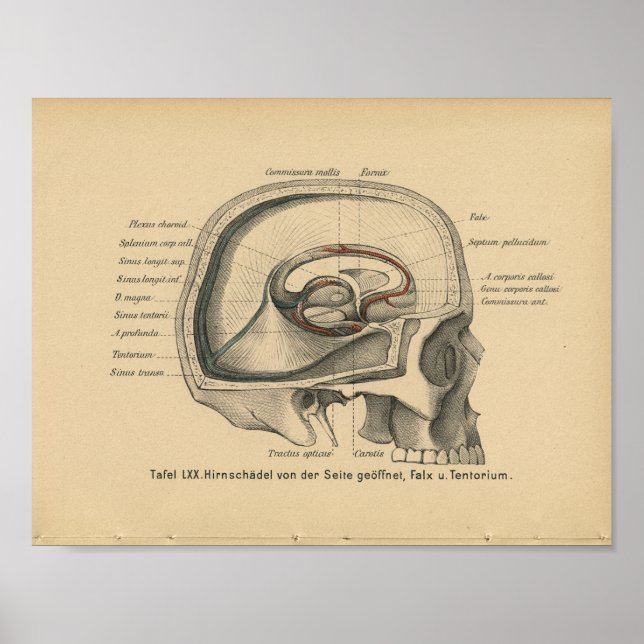 Vintage 1888 German Anatomy Print Skull (Front)