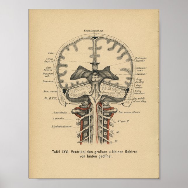 Vintage 1888 German Anatomy Print Skull Brain (Front)