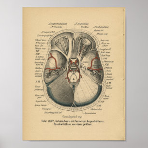 Vintage 1888 German Anatomy Print Skull Eyes