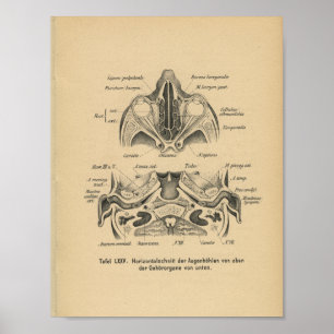 Vintage 1888 German Anatomy Print Skull Eyes