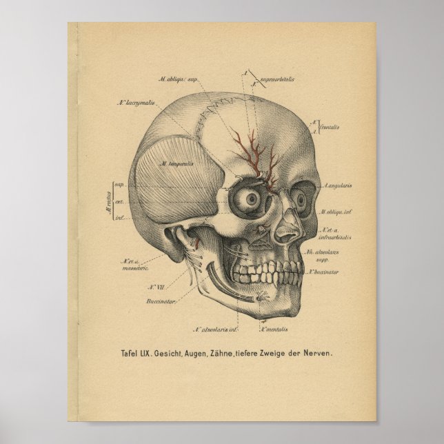 Vintage 1888 German Anatomy Print Skull Eyes (Front)
