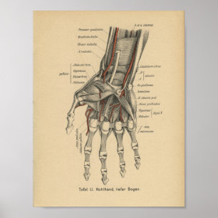 Vintage 1888 German Anatomy Print Wrist Hand