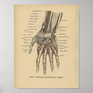 Vintage 1888 German Anatomy Print Wrist Hand