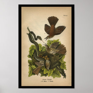 Vintage 1890 Bird Print Brown Thrush