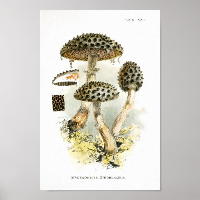 Vintage 1895 Mushrooms Brown Spiked Art Print (Front)