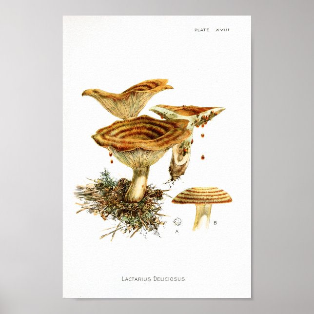 Vintage 1895 Mushrooms Brown Striped Art Print (Front)