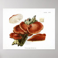 Vintage 1895 Mushrooms Brown Tree Fungus Art Print