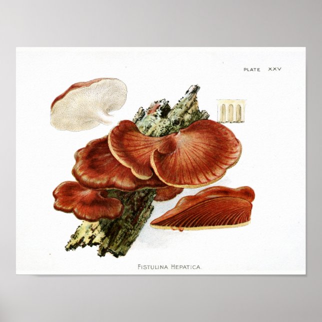 Vintage 1895 Mushrooms Brown Tree Fungus Art Print (Front)