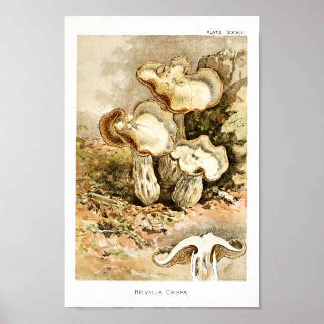 Vintage 1895 Mushrooms Brown White Art Print (Front)