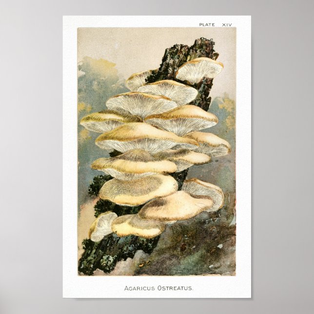 Vintage 1895 Mushrooms Tree Fungus Art Print (Front)
