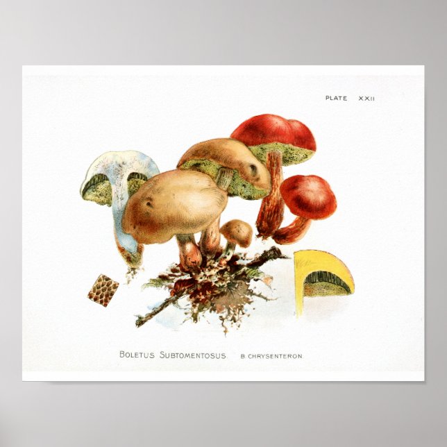 Vintage 1895 Mushrooms Yellow Red Art Print (Front)