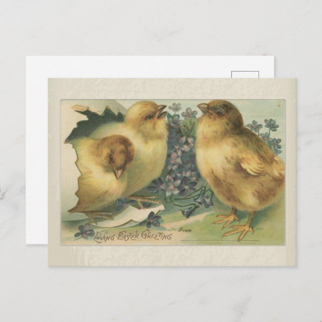 Vintage 1898 Baby Chick Easter Greeting Postcard (Front/Back)