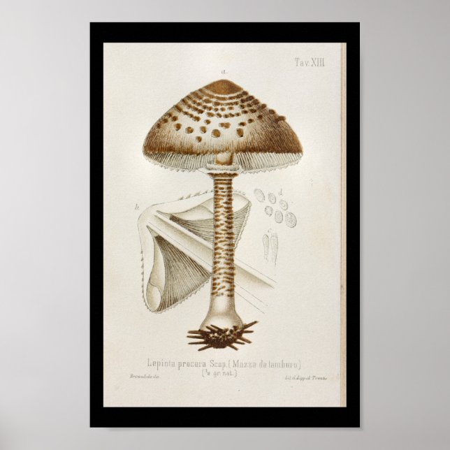 Vintage 1899 Mushrooms Brown Cap Art Print (Front)