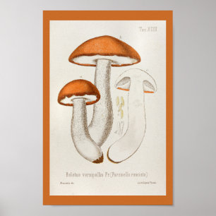 Vintage 1899 Mushrooms Brown Orange Art Print