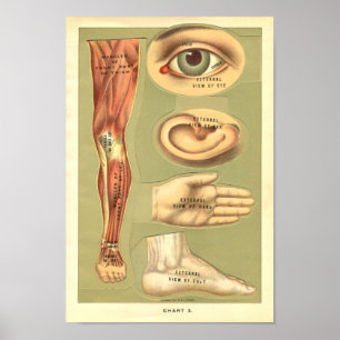 Vintage 1901 Human Anatomy Print