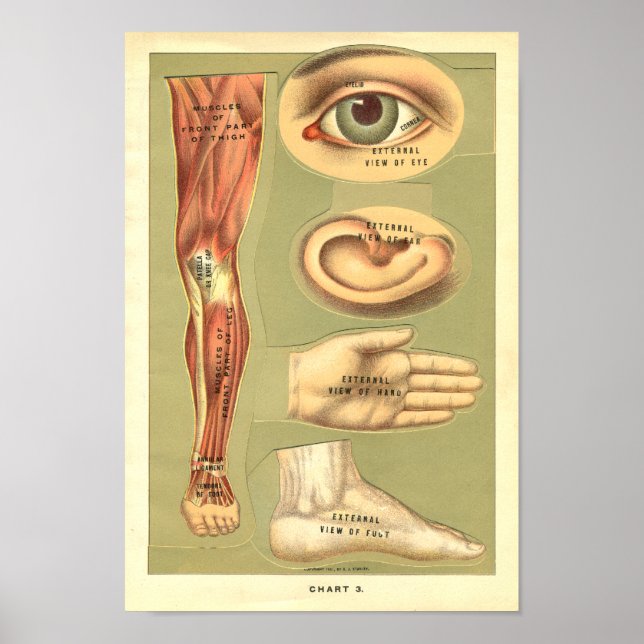 Vintage 1901 Human Anatomy Print (Front)