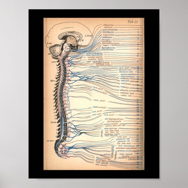 Vintage 1901 Spinal Nerves Anatomy Print (Front)