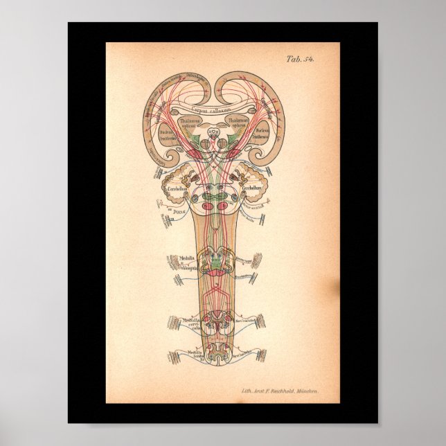 Vintage 1901 Spinal Nerves Anatomy Print (Front)
