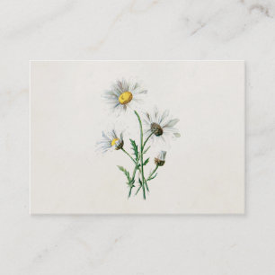 Vintage 1902 Daisies Old Wild Flower Illustration Business Card